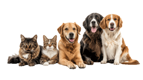 group of cats and dogs laying down together